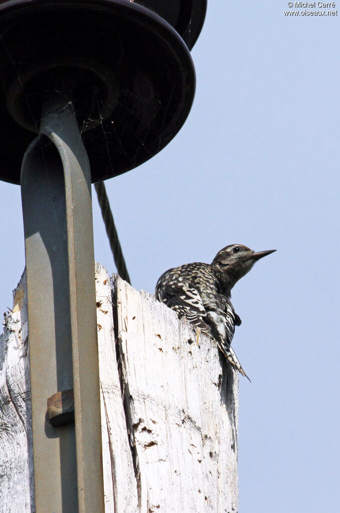 Yellow-bellied Sapsuckerjuvenile