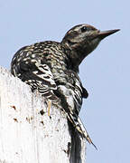 Yellow-bellied Sapsucker