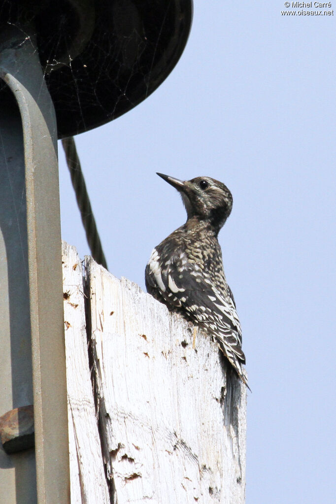 Yellow-bellied Sapsuckerjuvenile