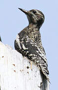 Yellow-bellied Sapsucker