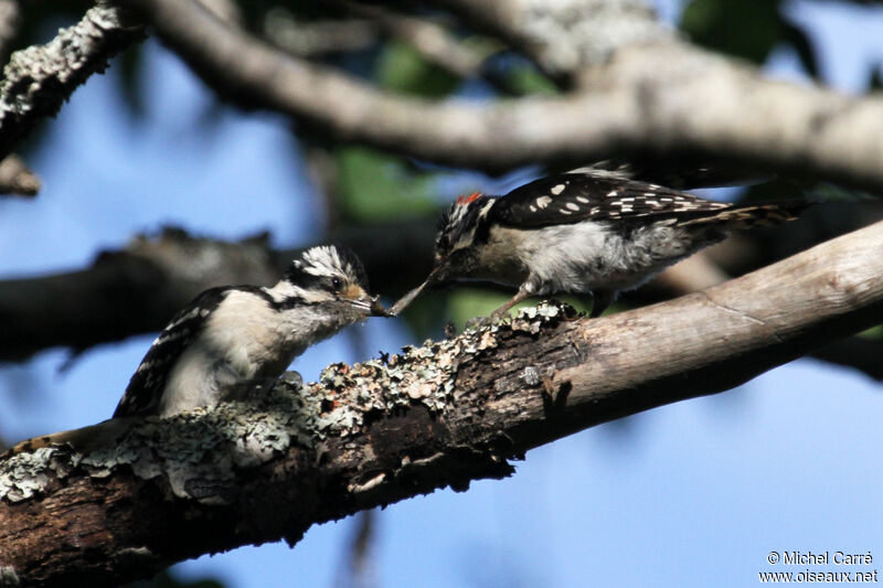Downy Woodpecker adult