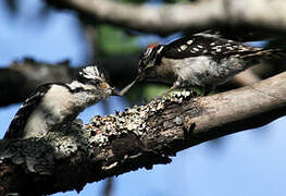 Downy Woodpecker