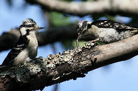 Downy Woodpecker