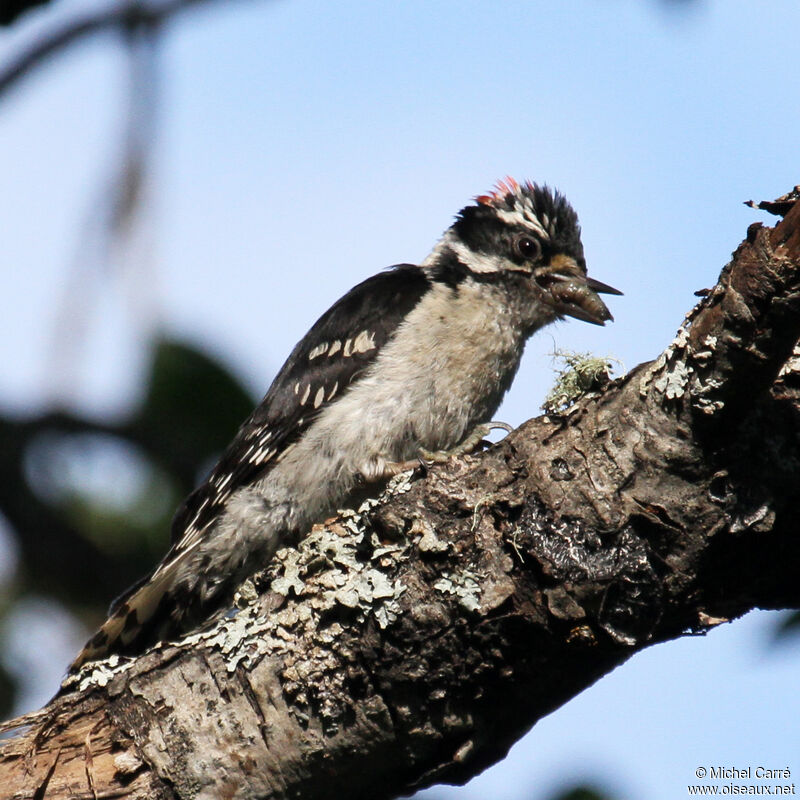 Downy Woodpecker male adult