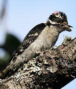 Downy Woodpecker