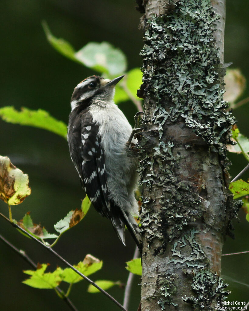 Downy Woodpecker male juvenile