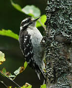 Downy Woodpecker