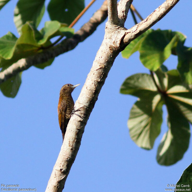 Little Woodpecker female adult