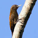 Pic passerin
