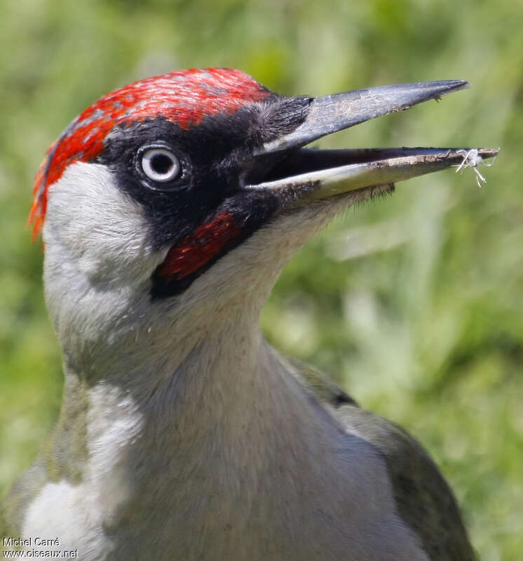 European Green Woodpecker male adult, close-up portrait