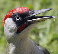 European Green Woodpecker