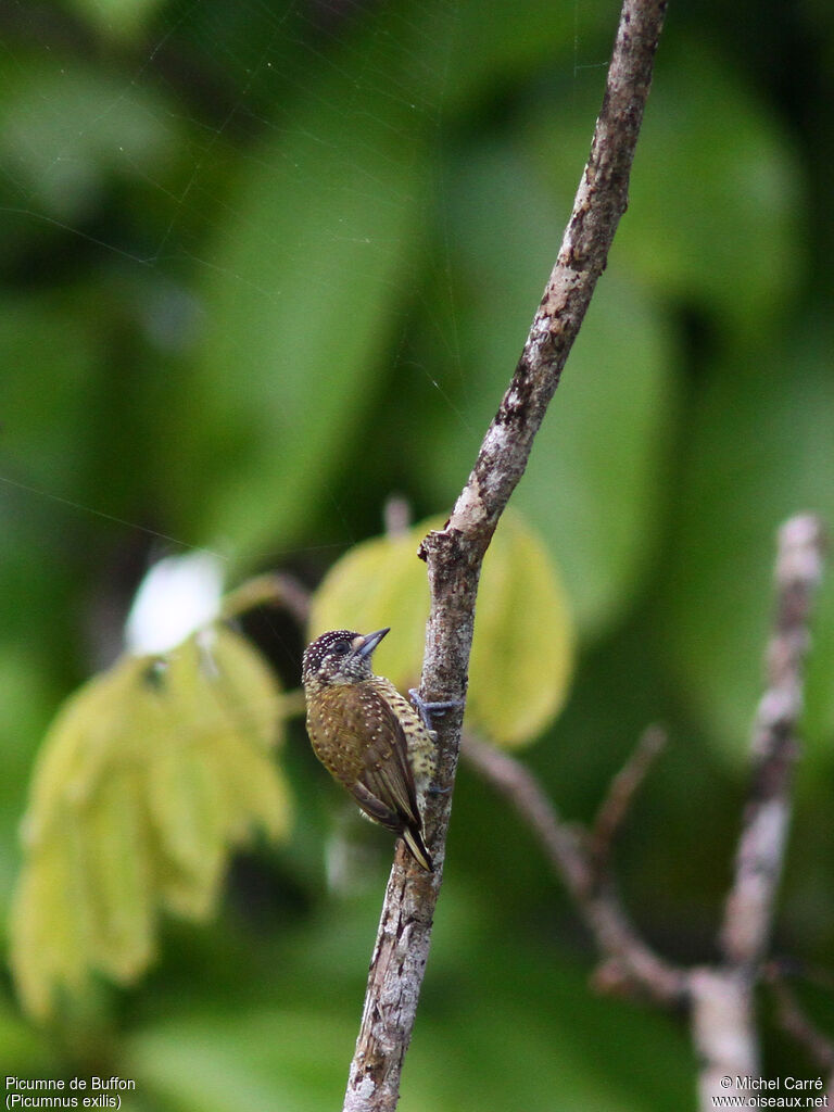 Golden-spangled Piculet female adult