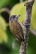 Golden-spangled Piculet