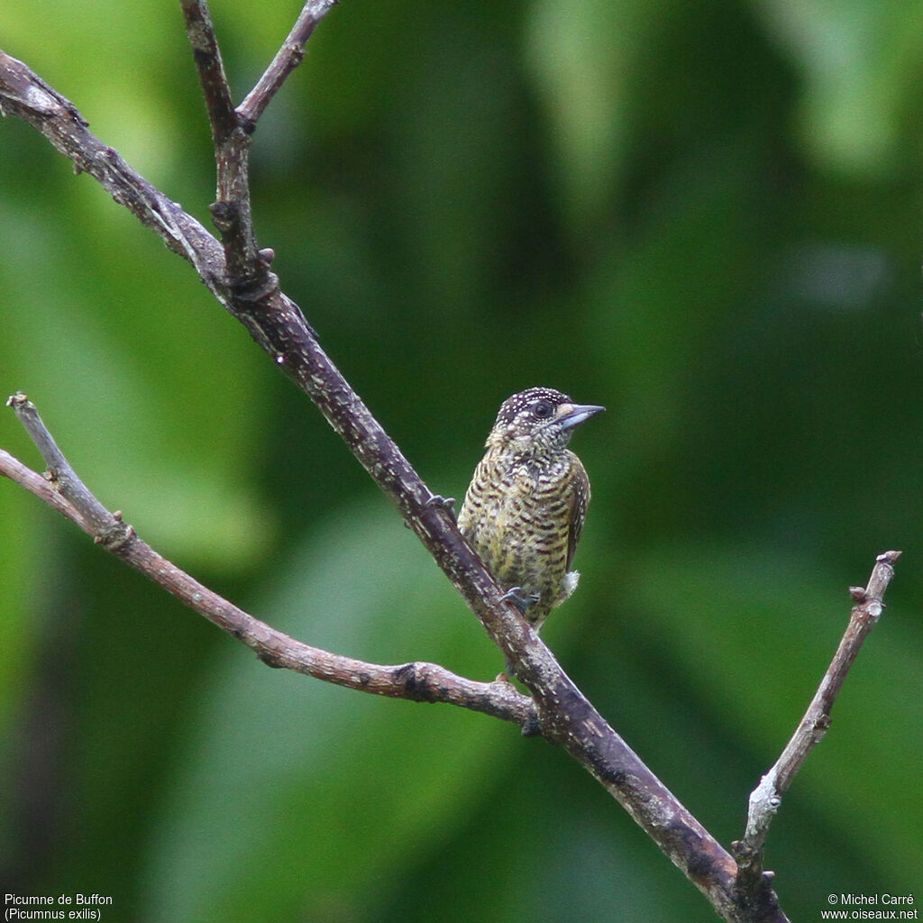 Golden-spangled Piculet female adult