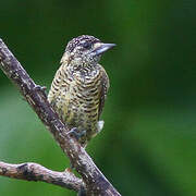 Golden-spangled Piculet