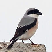 Lesser Grey Shrike