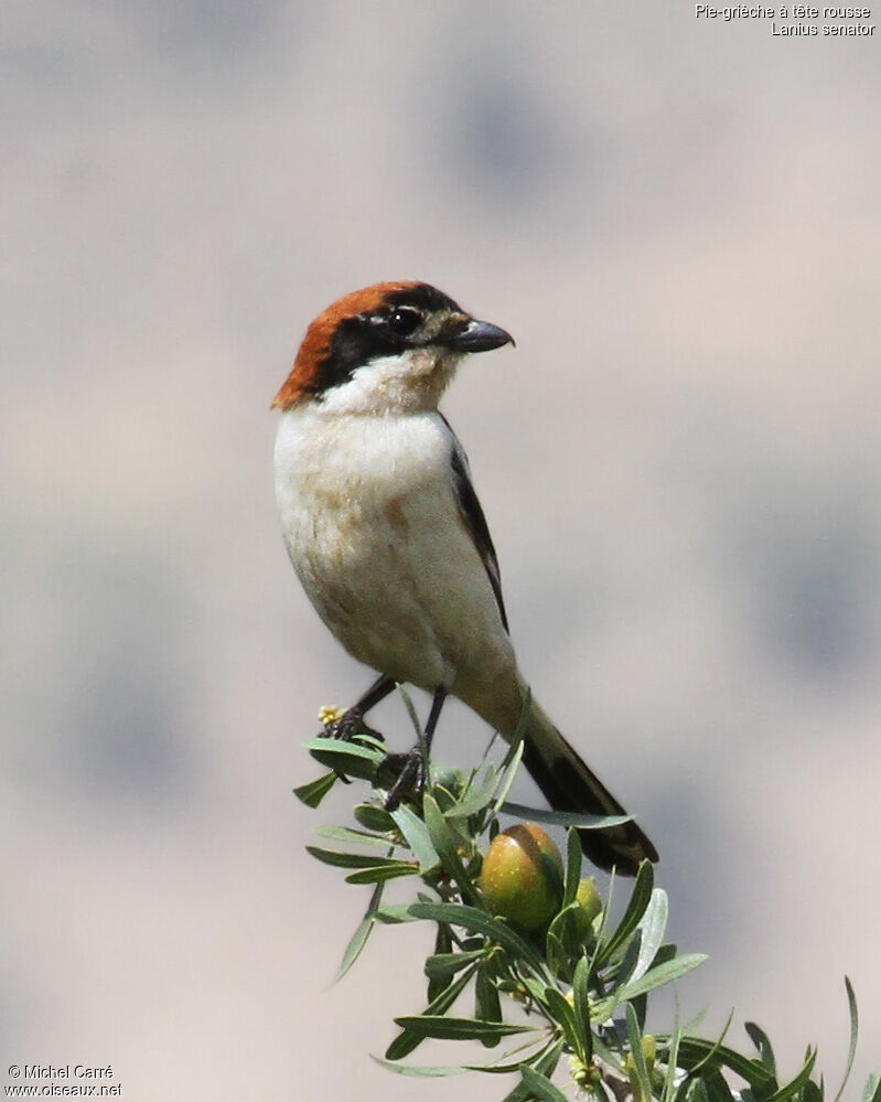 Woodchat Shrikeadult