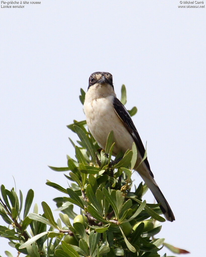 Woodchat Shrike