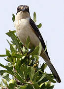 Woodchat Shrike