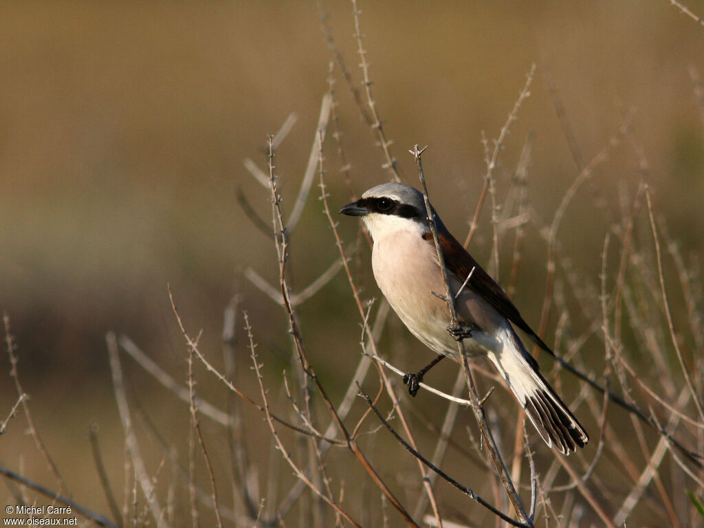 Red-backed Shrike male adult