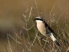 Red-backed Shrike