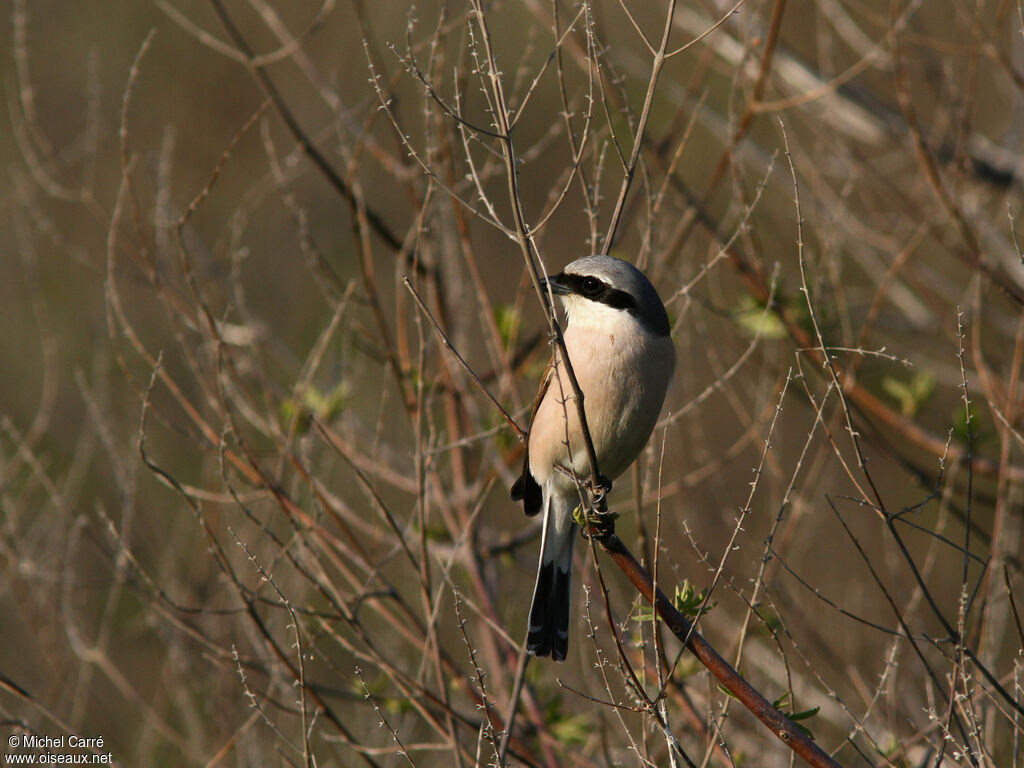 Red-backed Shrike male adult