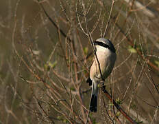 Red-backed Shrike