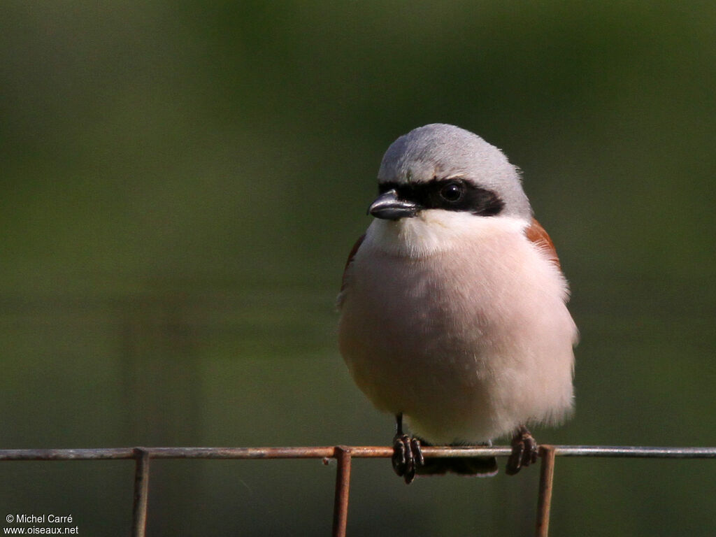 Red-backed Shrike male adult