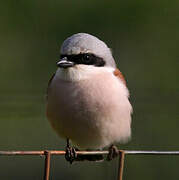 Red-backed Shrike