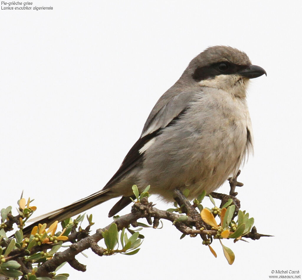 Great Grey Shrike