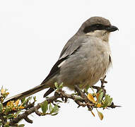 Great Grey Shrike