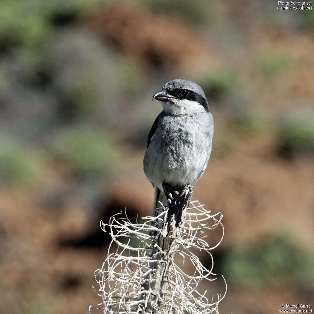 Great Grey Shrike