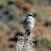 Great Grey Shrike