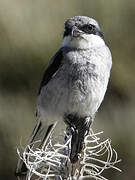 Great Grey Shrike