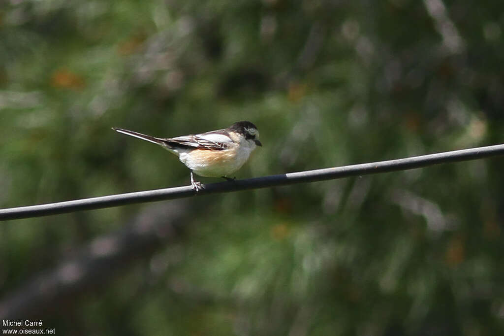 Masked Shrike female adult, identification