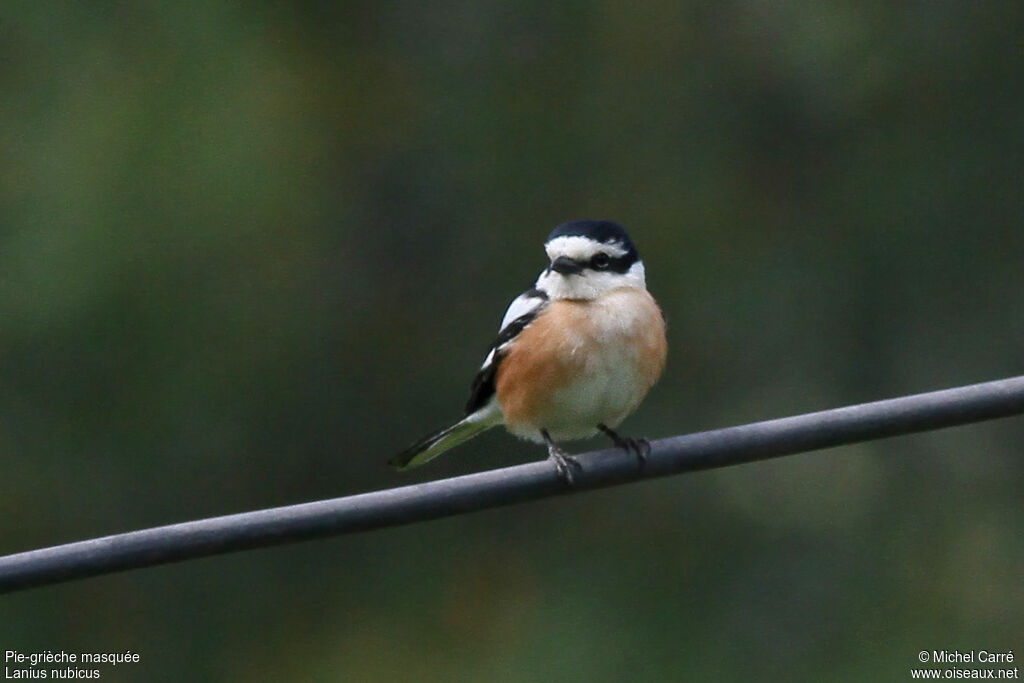 Masked Shrike male adult