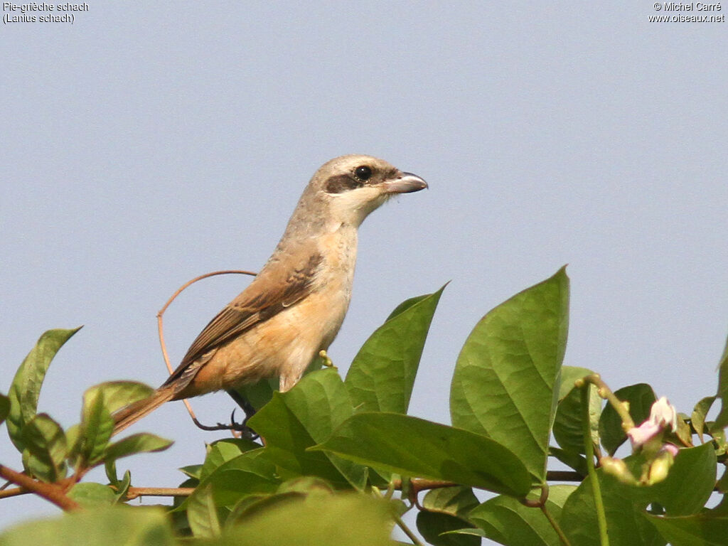 Long-tailed Shrikeadult