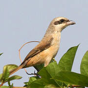 Long-tailed Shrike