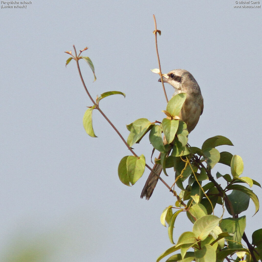 Long-tailed Shrike