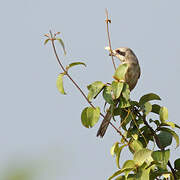 Long-tailed Shrike