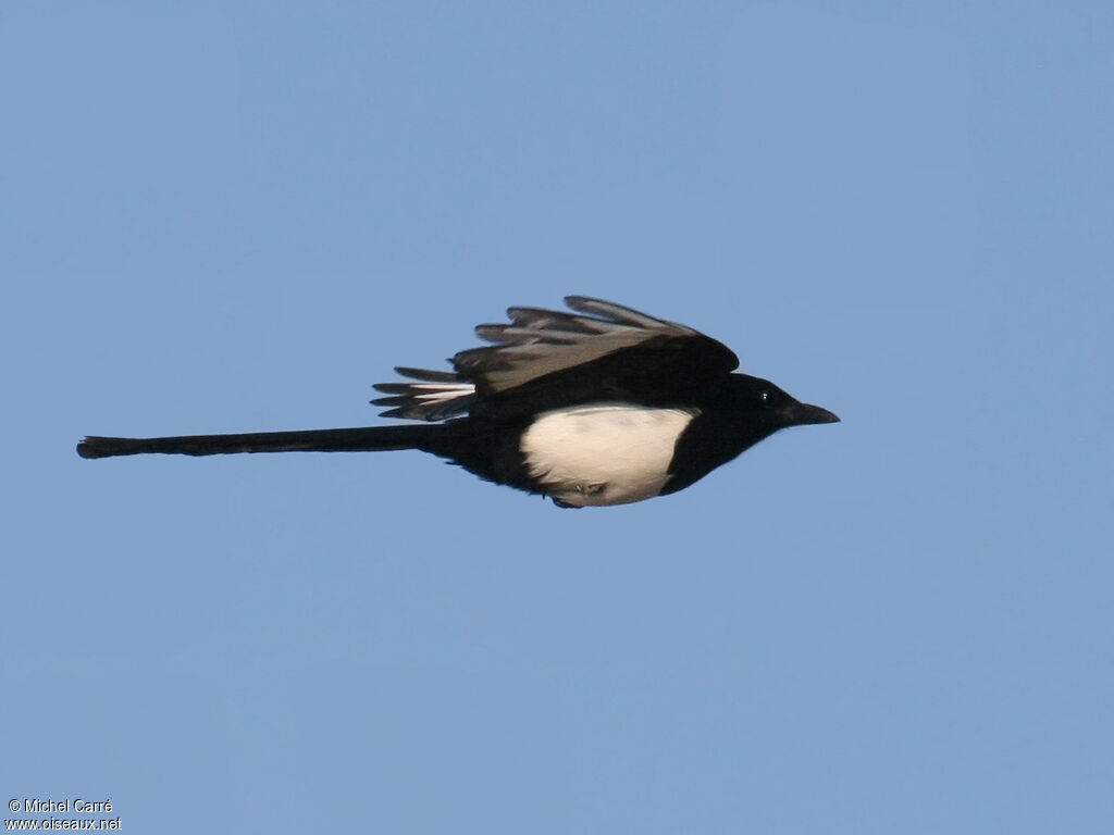 Eurasian Magpie