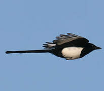 Eurasian Magpie