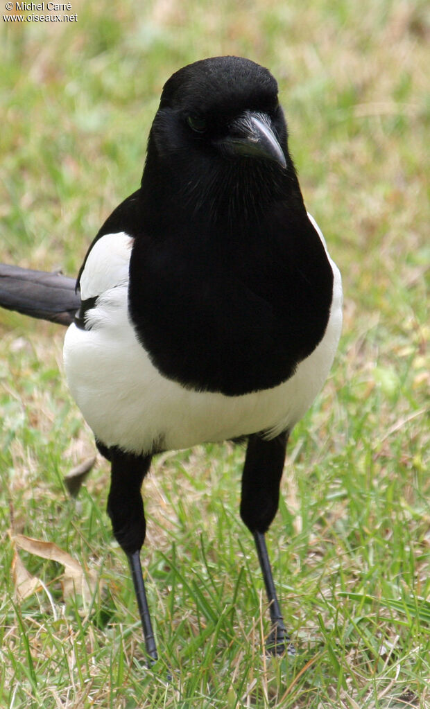 Eurasian Magpie