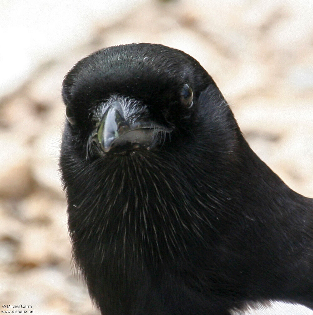 Eurasian Magpie