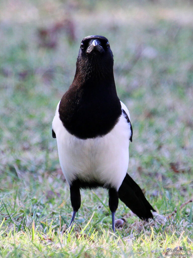 Eurasian Magpie