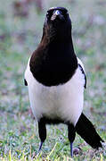 Eurasian Magpie