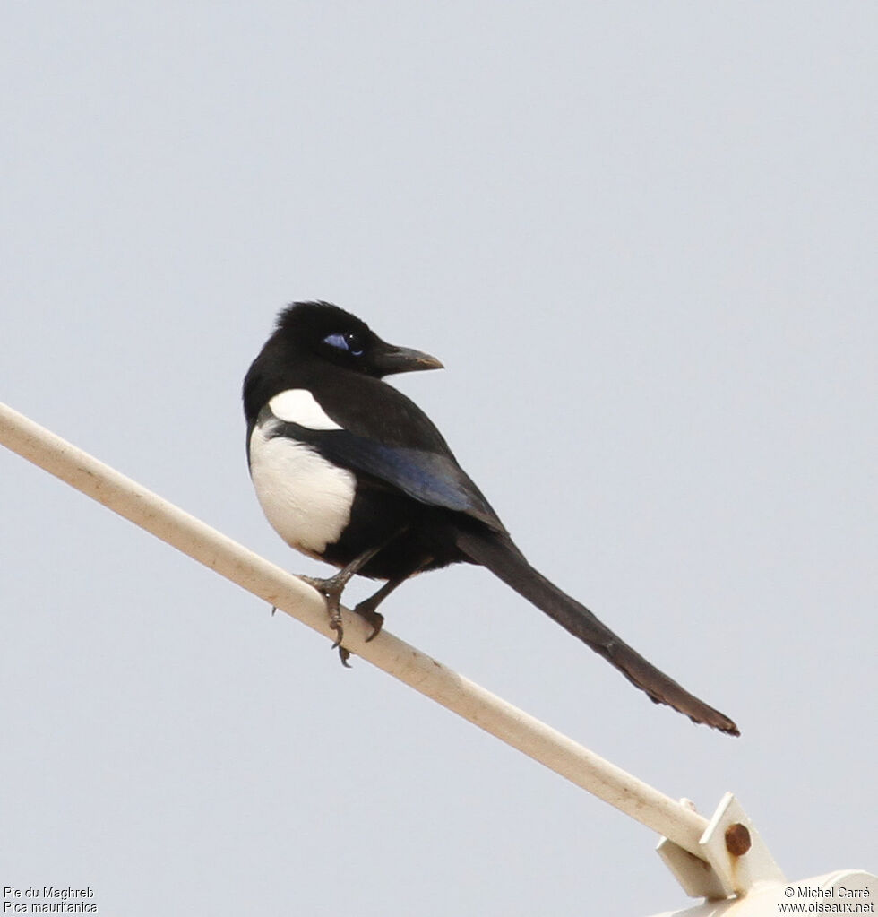 Maghreb Magpie