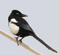 Maghreb Magpie