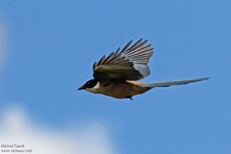 Iberian Magpie, Flight