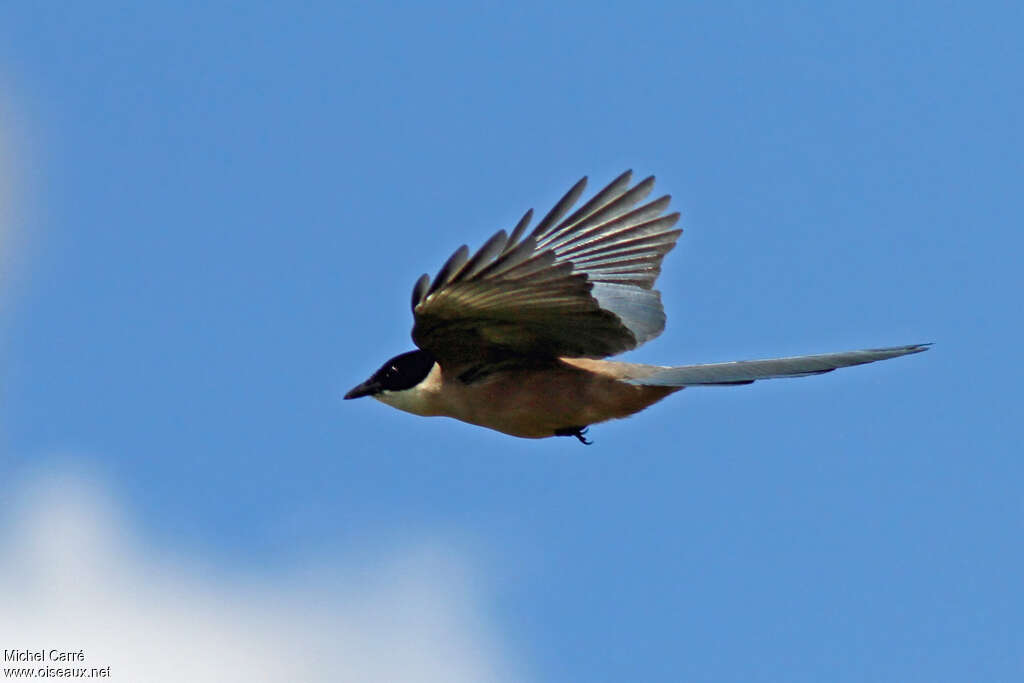 Iberian Magpie, Flight